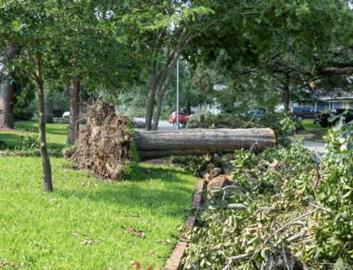 Storm Cleanup & Lawn Fertilization: How to Restore Your Yard After Severe Weather in Georgia